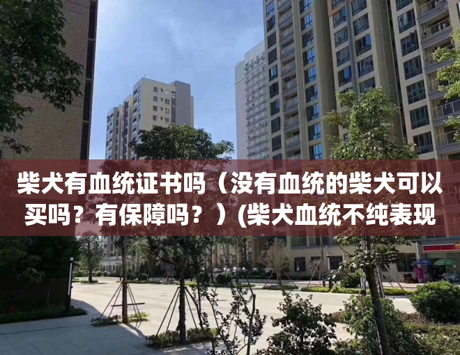 柴犬有血统证书吗（没有血统的柴犬可以买吗？有保障吗？）(柴犬血统不纯表现在什么地方)